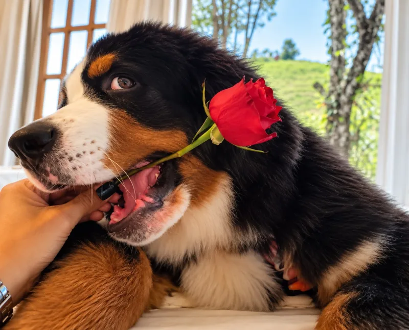 Pet Friendly